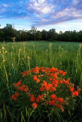 Rattlesnake Master, Butterfly Weed, Somme Prairie, IL
