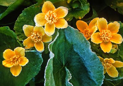 Frosted Marsh Marigolds, Chiwaukee Prairie, WI