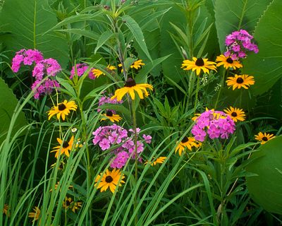 Prairie Phlox and Black-eyed Susan, West Chicago Prairie, IL