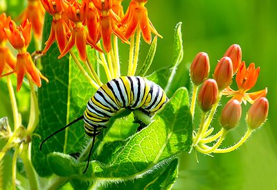Monarch Butterfly Caterpillar, Some Prairie, IL