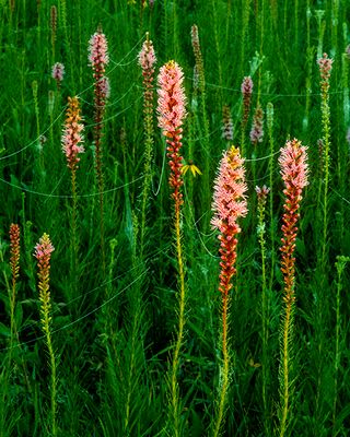 Blazing Star with Spider Webs, Somme Prairie, IL