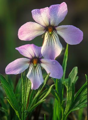 Dewy Birdsfoot Violet, Chiwaukee Prairie, Kenosha County, WI
