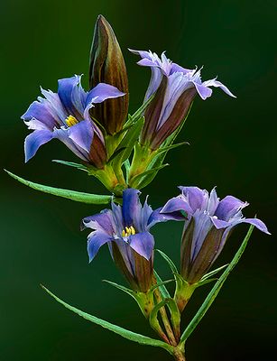 Downey Gentian, Chiwaukee Prairie, WI