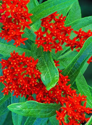 Butterfly Weed, Somme Prairie, Northbrook, IL