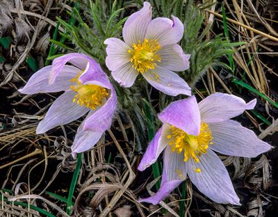 Pasaque Flowers, Harlem Hills Prairie, IL