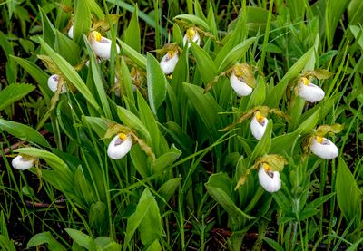 White Lady's-slippers, Buffalo Gove Prairie, IL