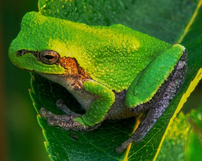 Tree Frog, Nachussa Grasslands, IL