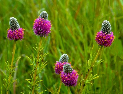 Purple Prairie Clover, Somme Prairie, IL