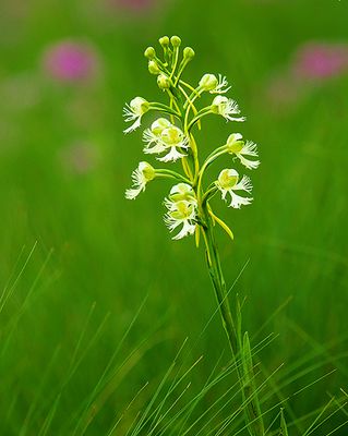 Prairie White-fringed Orchid , Chiwaukee Prairie, WI