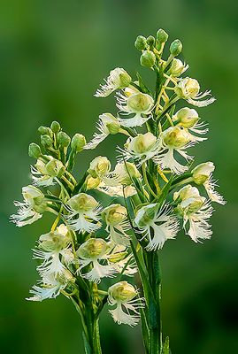 Prairie White Fringed Orchid, Chjiwaukee Prairie, WI