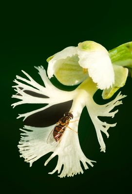Hover Fly on Prairie White-fringed Orchid, Somme Prairie, IL