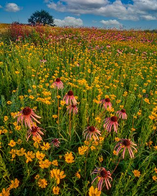 Pale Purple Coneflower, and Coreopsis, Nachusa Grasslands, IL