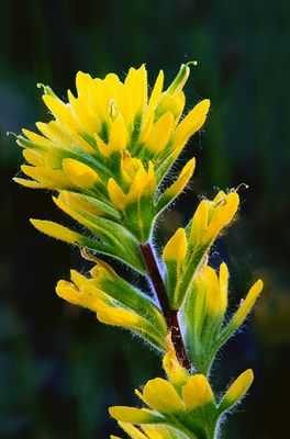 Paintbrush, Illinois Beach, State Park, IL