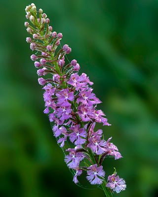 Purple Fringed orchid, Illinois Beach State Park, IL