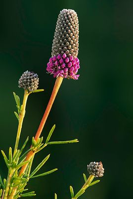 Purple Prairie Clover, Somme Prairie, IL