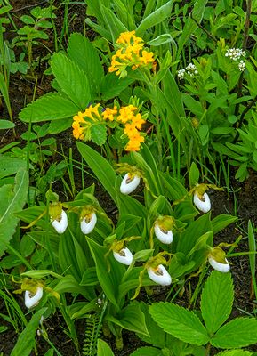 White Lady's-slippers, Hoary Puccoon, Bastard Toadflax, Buffalo Grove Prairie, IL