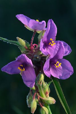 Spiderwort, Illinois Beach State Park, IL