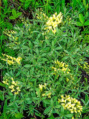 Cream Wild Indigo, Buffalo Grove Prairie, IL