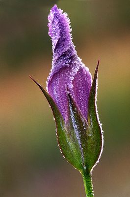 Frosted Fringed Gentian, Illinois Beach State Park, IL