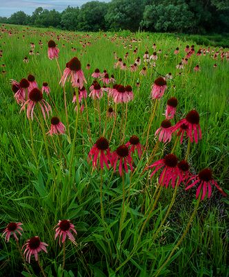 Purple Coneflowers, Harlem Hills Prairie, IL