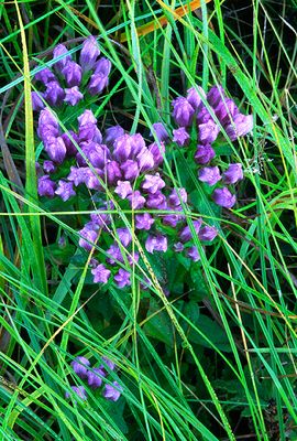 Stiff Gentian, Somme Prairie, IL