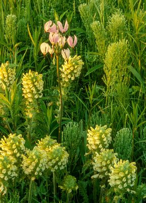 Lousewort, Shooting Stars, and Horsetail Rushes, Chiwaukee Prairie, WI