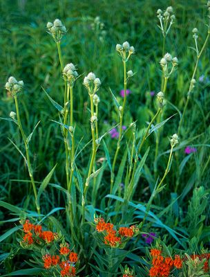 Rattlesnake Master, Butterfly weed, Spiderwort, , Somme Prairie, IL