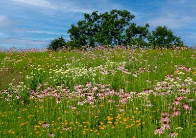 Pale Purple Coneflowers, Quinine, Coreopsis, and Burr Oak. Nachusa Grasslands, IL