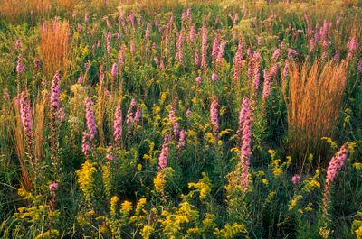 Goldenrod, Gayfeather, Little Blue Stem, Nachusa Grasslands, IL