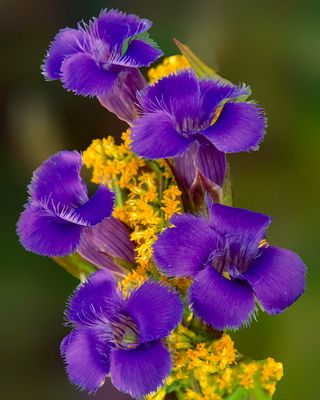Fringed Gentian and Ohio Goldenrod, Illinois Beach State Park, IL.