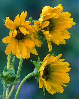 Compass Plant, Somme Prairie, IL
