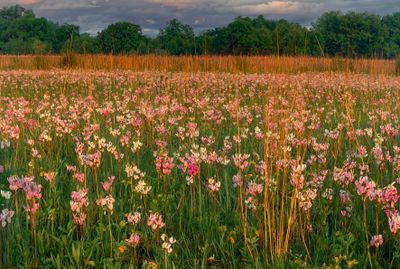 Shooting Stars at Sunrise, Chiwaukee Prairie, WI