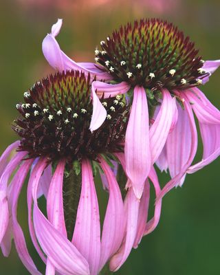 Pale Purple Coneflowers, Nachusa Grasslands, IL