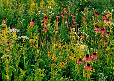 Purple Coneflowers, Black-eyed Susan, and Flowering Spurge, West Chicago Prairie, IL