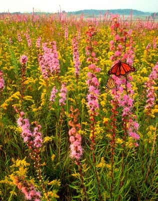 Monarch Butterflies on Prairie Blazing Star, Nachusa Grasslands, IL