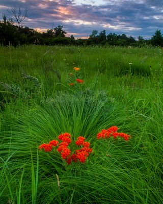 Prairie Dropseed and Butterfly Weed at Sunset, Some Prairie, IL