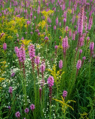 Early Goldenrod, flowering Spurge, and Marsh Blazing Star, Gensburg-Markham Prairie, IL