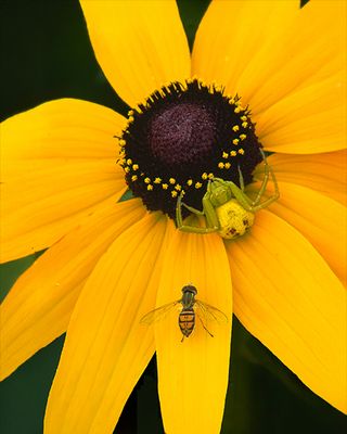 Black-eyed Susan with Hover-fly and Yellow Spider, Somme Prairie, IL