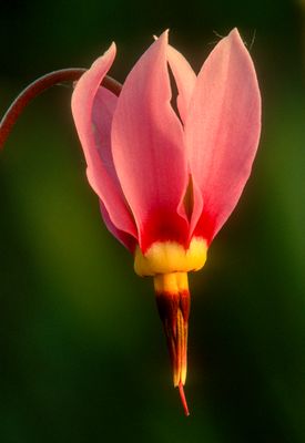 Shooting Star, Chiwakee Prairie, WI