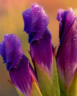 Fringed Gentian, Ciwaukee Prairie, WI