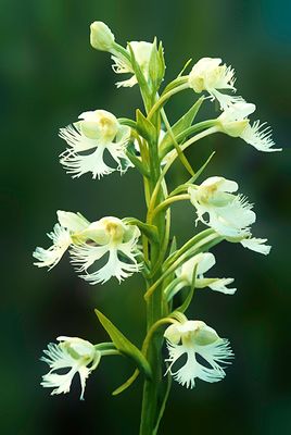 Prairie White-fringed Orchid, Somme Prairie, IL