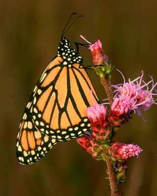 Monarch Buttterfly on Prairie Blazing Star, Nachusa Prairie, IL