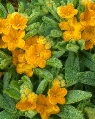 Dewy Hoary Puccoon, Chiwaukee Prairie, WI