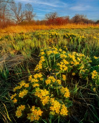 Marsh Marigolds, Chiwaukee Prairie, WI