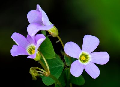 Violet Wood Sorrel, Somme Prairie, IL