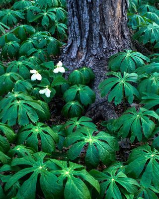 Woodland Image Bank