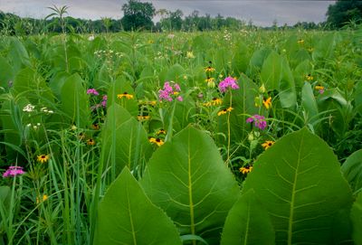 Prairie Dock, Prairie Phlox, Black-eyed Susan, West Chicago Prairie, IL