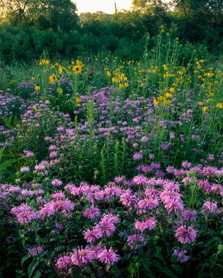 Bergamot, Yellow Coneflower, and Compass Plant, IL