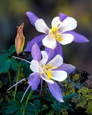 Columbine, Yankee Boy Basin, CO