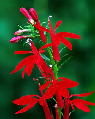 Cardinal Flower, Des Plains River Trailway, IL